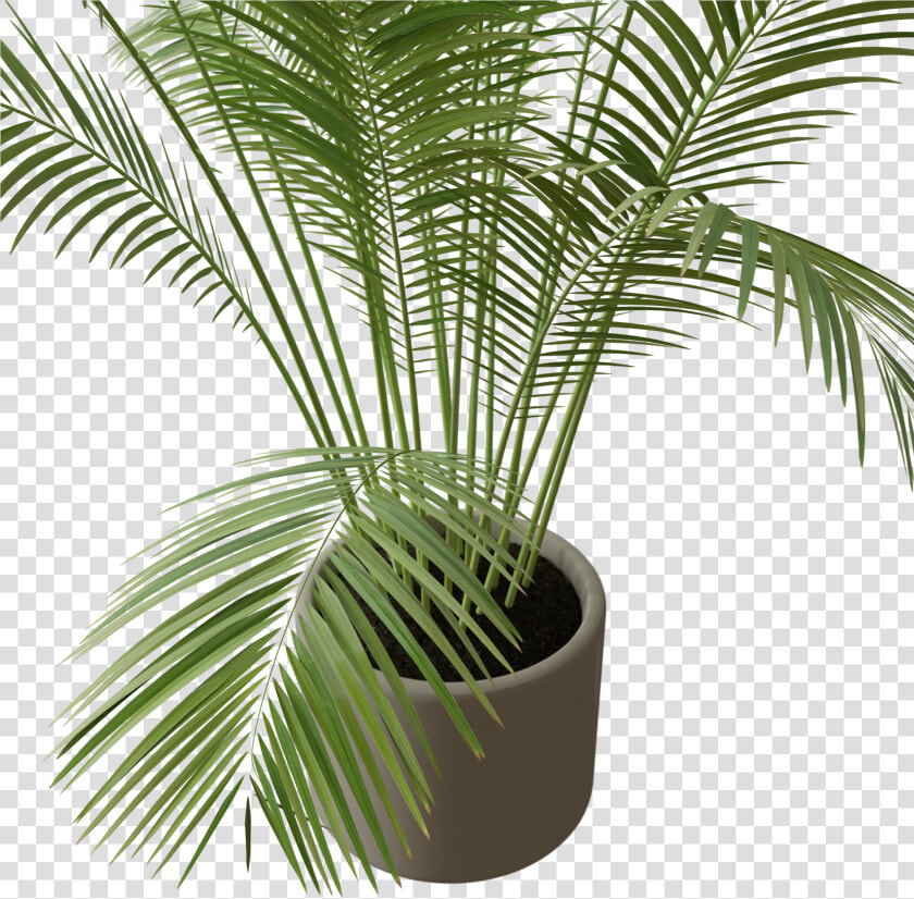 Areca1prev003   Attalea Speciosa  HD Png DownloadTransparent PNG