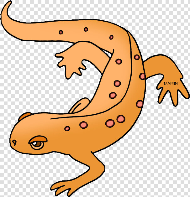 Newt Clipart Amphibian   Newt Clipart  HD Png DownloadTransparent PNG