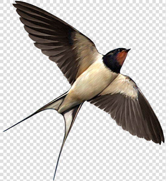 Swallow Bird Food Png   Swallow Png  Transparent PngTransparent PNG