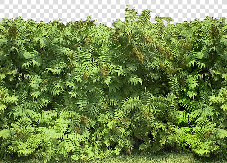 Transparent Hedges Png   Hippos  Png DownloadTransparent PNG