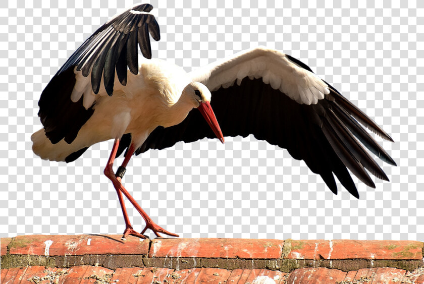 Stork  Bird  Flying  Plumage  Nature  Animal World   Птица Музыка  HD Png DownloadTransparent PNG