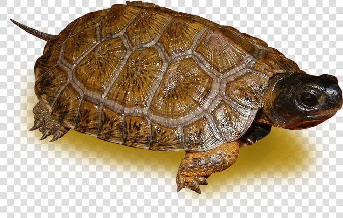 Desert Tortoise  HD Png DownloadTransparent PNG