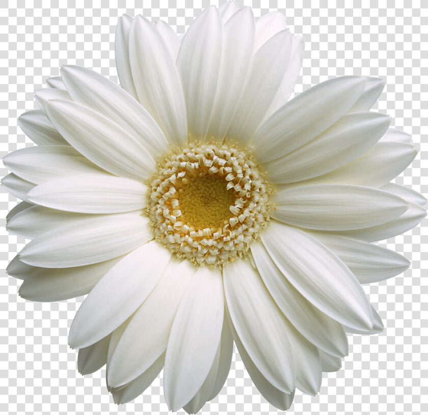 Hd Pic Flower Gerbera  HD Png DownloadTransparent PNG