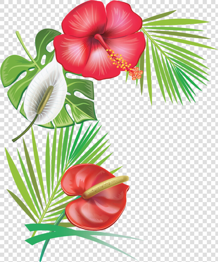 Hibiscus Clipart Caribbean   Transparent Background Hibiscus Flower Clipart  HD Png DownloadTransparent PNG