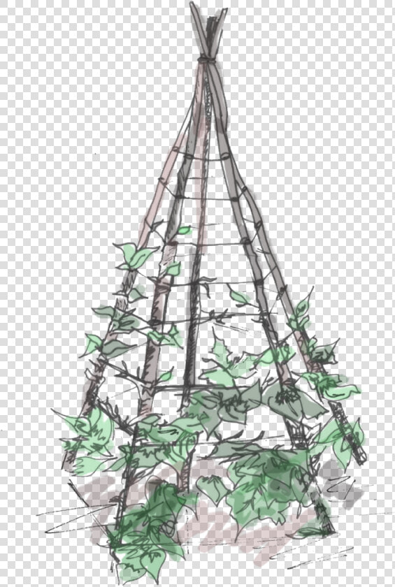 Plant Teepee   Png Download   Christmas Tree  Transparent PngTransparent PNG