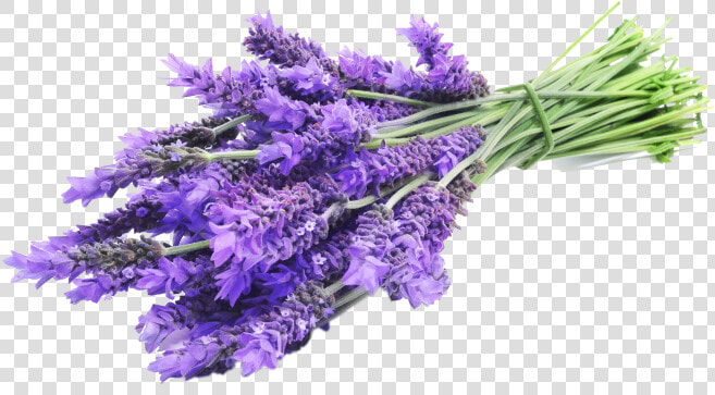 Lavender Sprig Png   Lavender Png  Transparent PngTransparent PNG