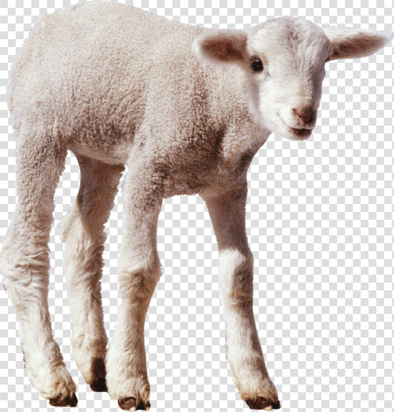 Sheep Png Image 82704 Min   Sheep  Transparent PngTransparent PNG