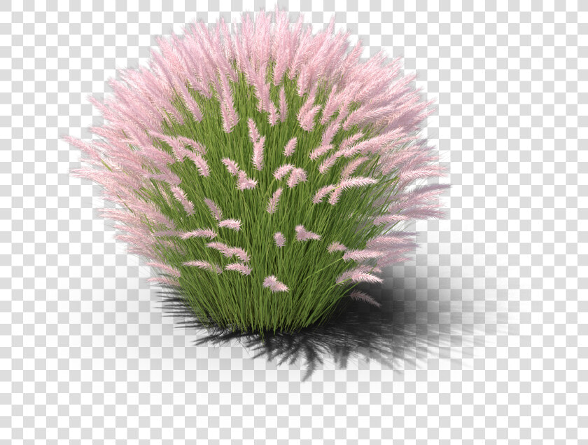 Chives   Muhly Grass White Background  HD Png DownloadTransparent PNG