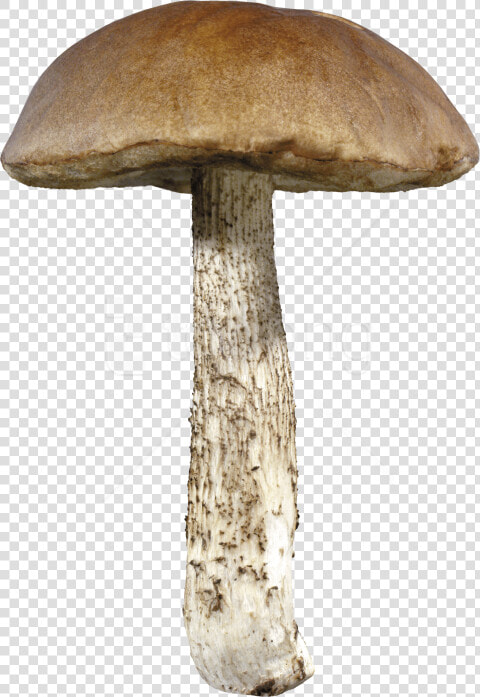 Mushroom penny Bun agaric bolete edible Mushroom medicinal   Mushroom Png  Transparent PngTransparent PNG