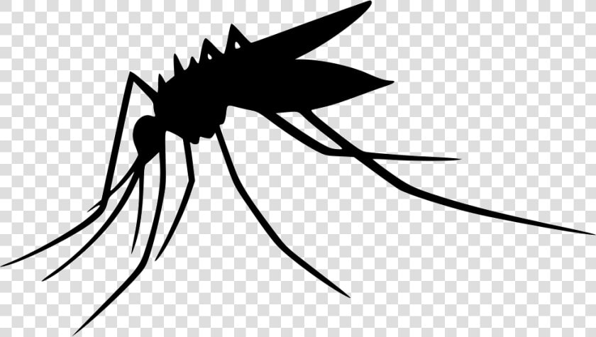 Mosquito Transparent Png   Transparent Background Mosquito Clipart  Png DownloadTransparent PNG