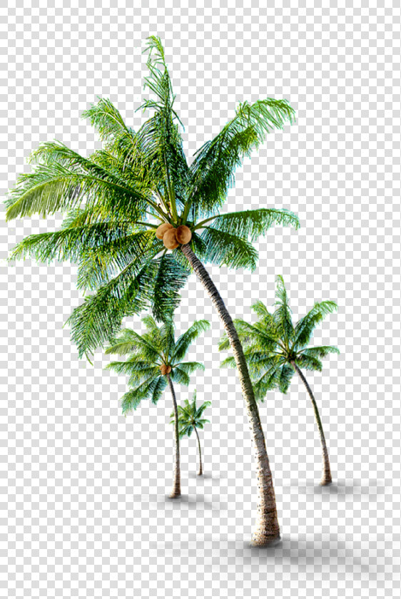  coconutwater  coconut  tree  beach  green  sheets   Coconut Palm Tree Png  Transparent PngTransparent PNG