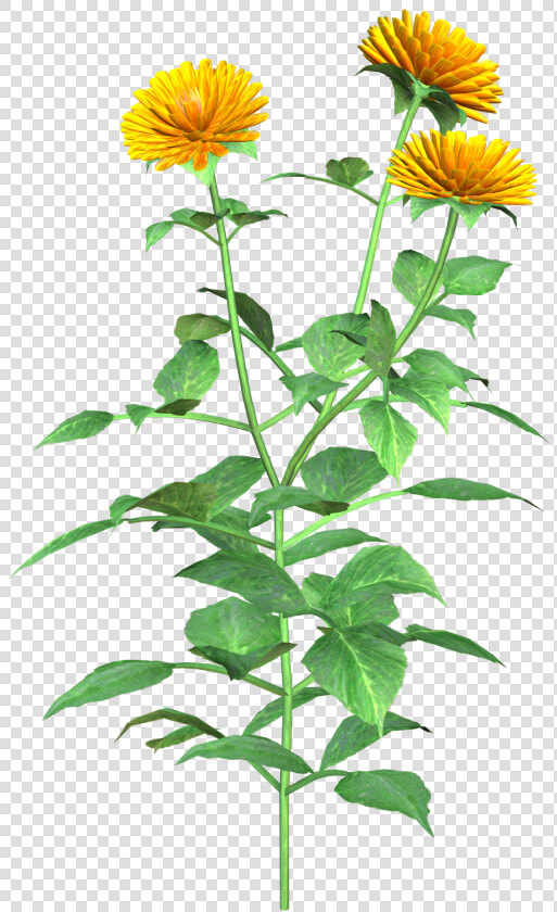 Dahlia   Clipart   English Marigold  HD Png DownloadTransparent PNG