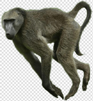 Baboon Png  Transparent PngTransparent PNG