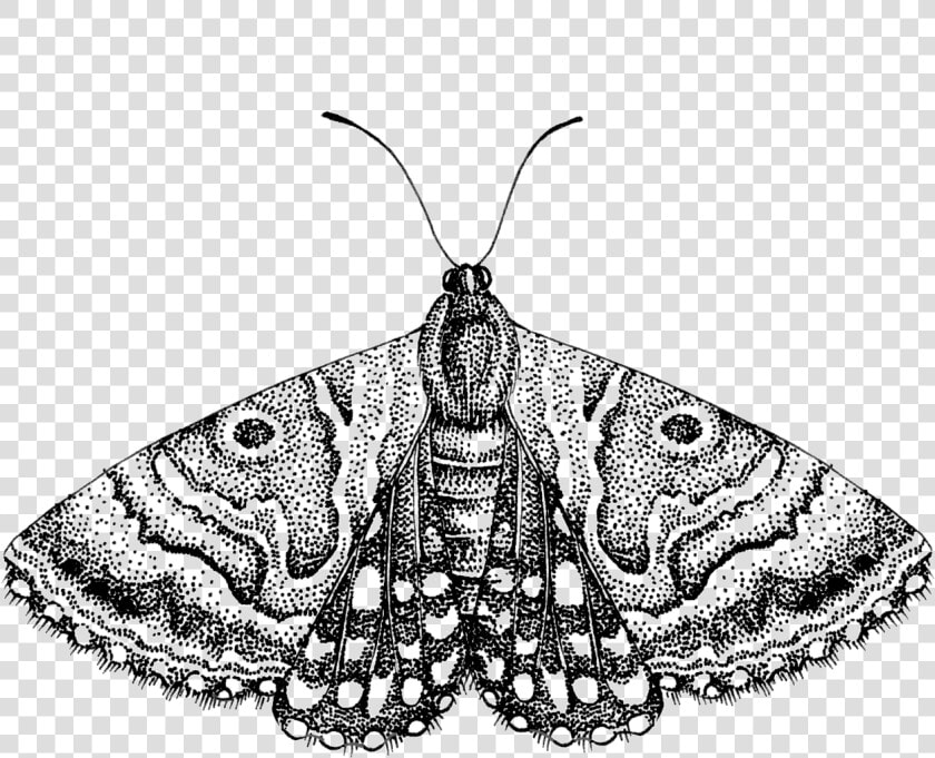 Transparent Moth Png   Moth Png Transparent  Png DownloadTransparent PNG