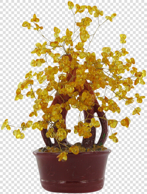 Natural Amber Lucky Money Tree   Houseplant  HD Png DownloadTransparent PNG