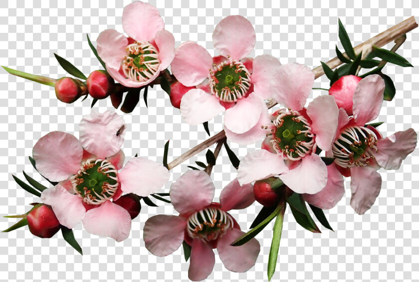 Manuka Flower Png  Transparent PngTransparent PNG