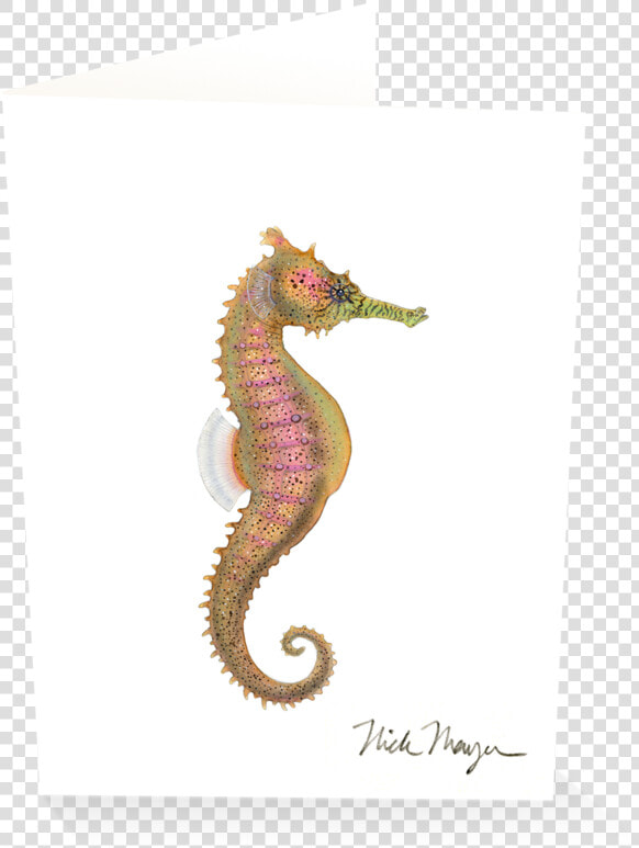 Estuary Seahorse   Northern Seahorse  HD Png DownloadTransparent PNG