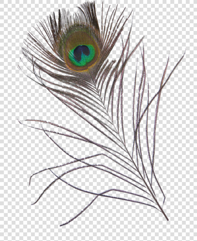  feather  feathers  peacock  peacockfeather  peacockfeathers   Sketch  HD Png DownloadTransparent PNG