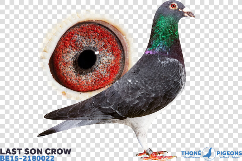 Grouse  HD Png DownloadTransparent PNG