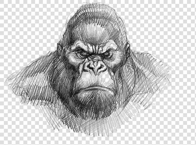 King Kong Drawing Easy   Png Download   King Kong Gorilla Face Drawing  Transparent PngTransparent PNG