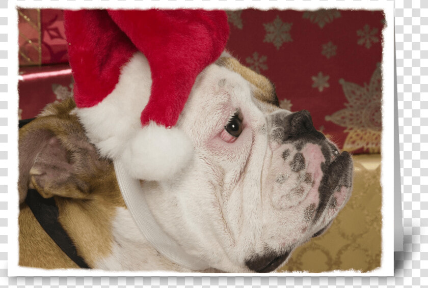 English Bulldog Not Merry Greeting Card   French Bulldog  HD Png DownloadTransparent PNG