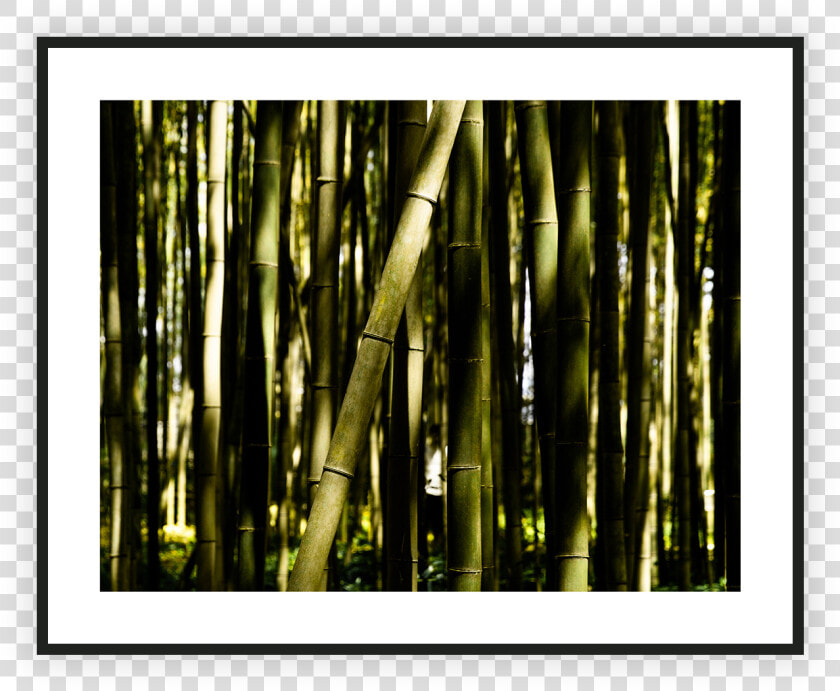 Bamboo   Png Download   Bamboo  Transparent PngTransparent PNG