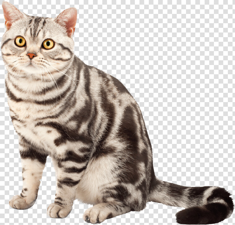 American Shorthair Transparent  HD Png DownloadTransparent PNG