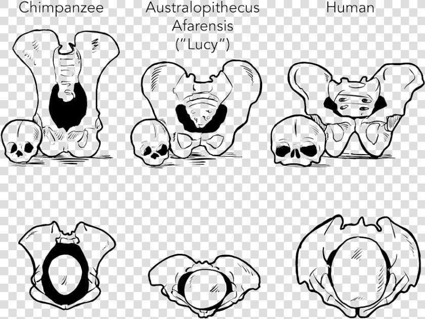 The Relative Sizes Of Female Pelvises And Infant Heads   Cartoon  HD Png DownloadTransparent PNG