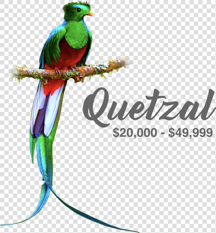 Quetzal Png  Transparent PngTransparent PNG