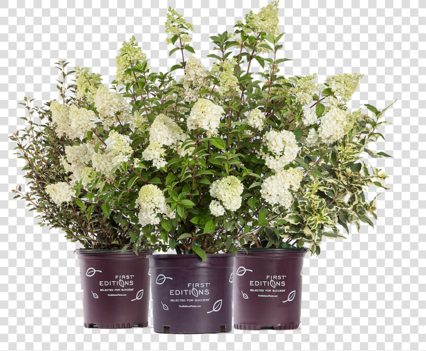 Flowerpot  HD Png DownloadTransparent PNG