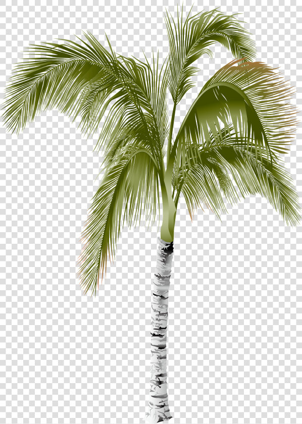 Arecaceae Areca Palm Tree   Palm Tree  HD Png DownloadTransparent PNG