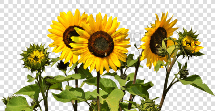 Free Png Sunflower Clipart Png Png Image With Transparent   Sunflowers Png  Png DownloadTransparent PNG