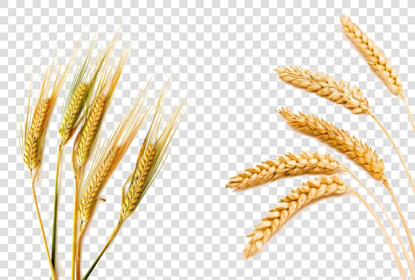 Barley Png Picture   Wheat Barley  Transparent PngTransparent PNG