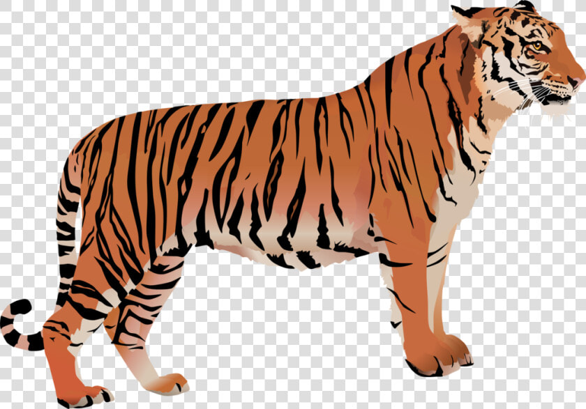 Clip Art Bengal Tiger Cartoon   Bengal Tiger Vector Png  Transparent PngTransparent PNG