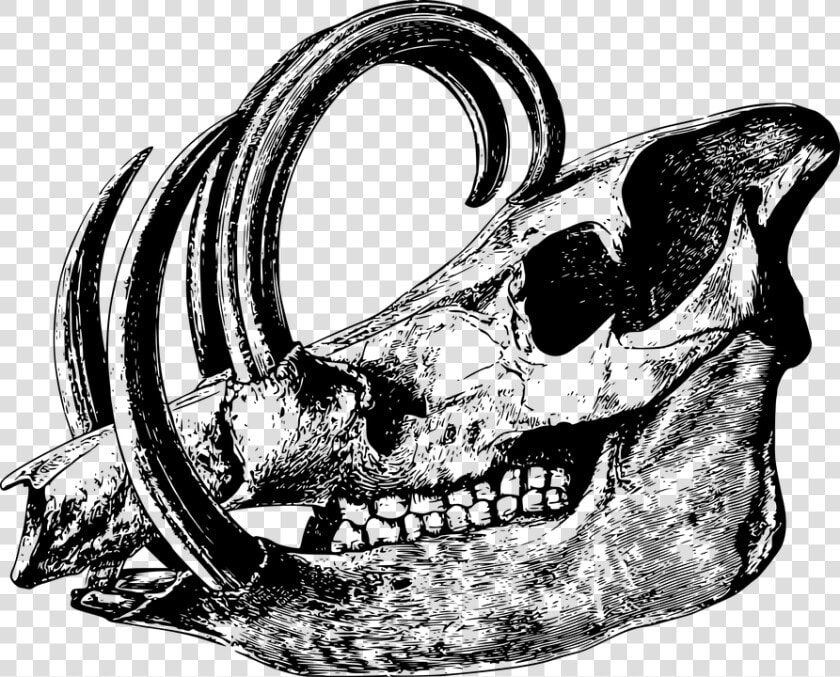 Animal  Bone  Head  Mammal  Skeleton  Skull   Animal Skull Black And White  HD Png DownloadTransparent PNG