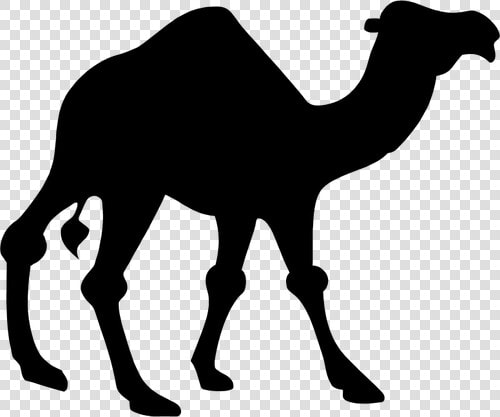 Camel Black Vector Silhouette   Clip Art Camel  HD Png DownloadTransparent PNG