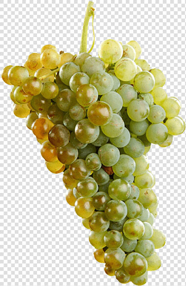 Uva Macabeo   Macabeo Grape  HD Png DownloadTransparent PNG