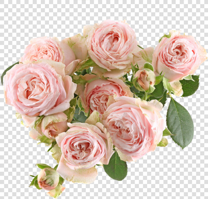 Bombastic Rose Png  Transparent PngTransparent PNG