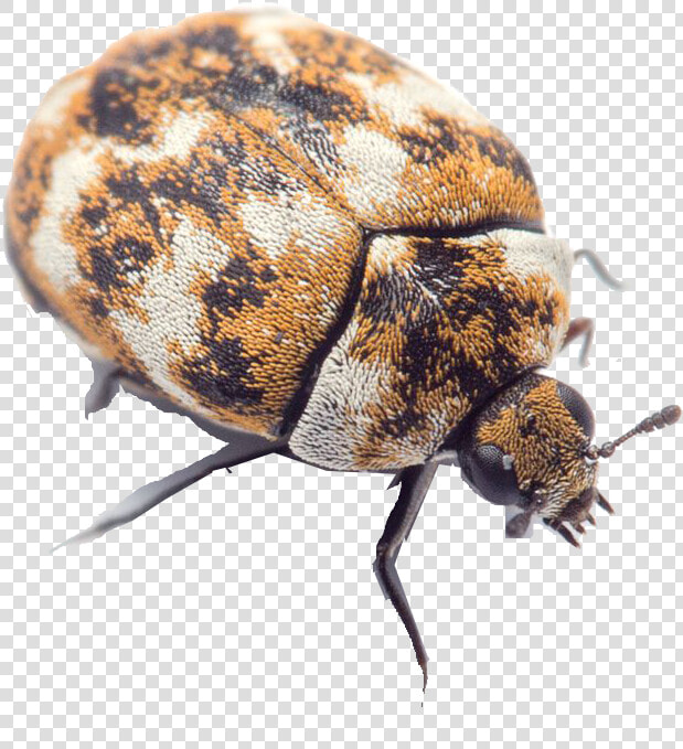 Bugs Png Free Image Download   Small White Beetles In House  Transparent PngTransparent PNG