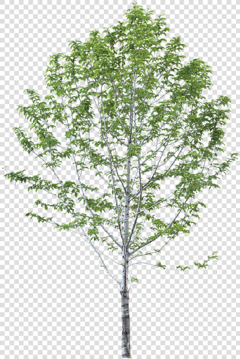 Arboles  Sin  Fondo   Jacaranda Png  Transparent PngTransparent PNG