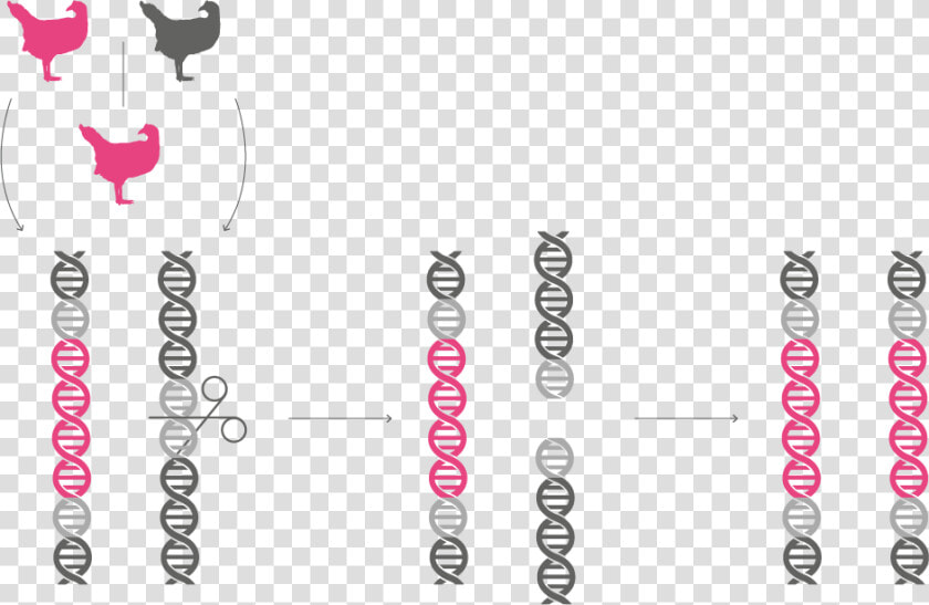 Genedrive chromosome   Graphic Design  HD Png DownloadTransparent PNG