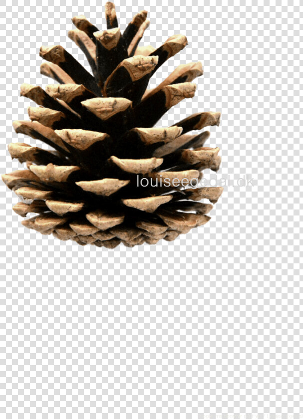 Transparent Pine Cone Clip Art   Pinecone Clipart  HD Png DownloadTransparent PNG