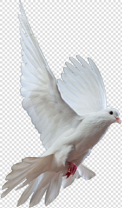 Homing Pigeon Columbidae Bird Doves As Symbols Release   Could You Leave Me Standing Alone  HD Png DownloadTransparent PNG