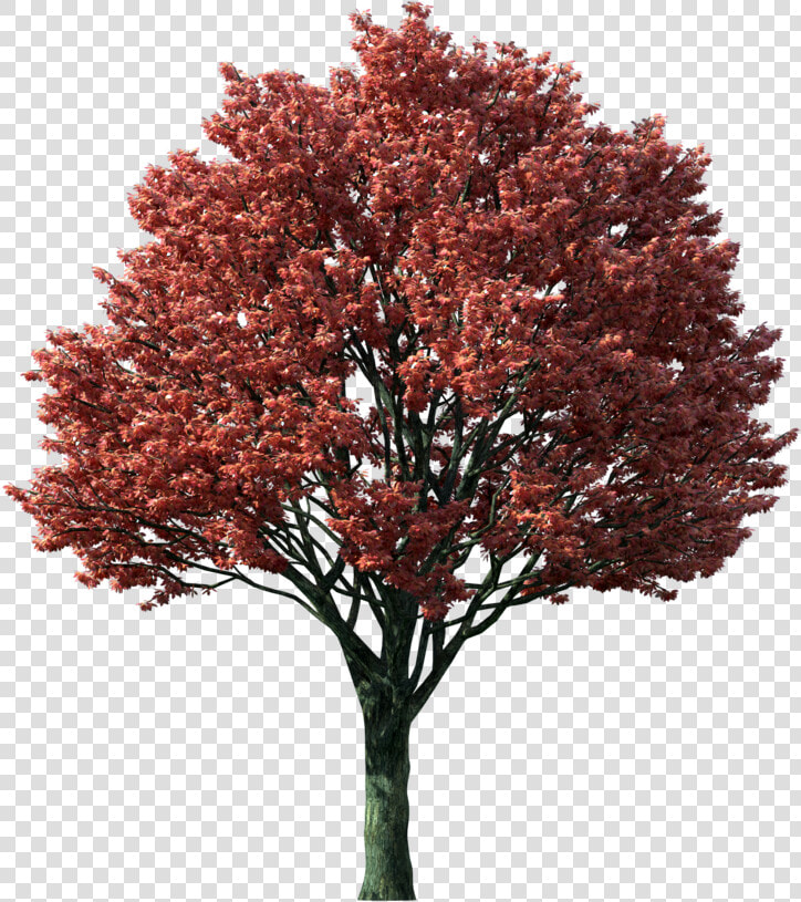 Png Of Tree In The Fall   Japanese Maple Tree Png  Transparent PngTransparent PNG