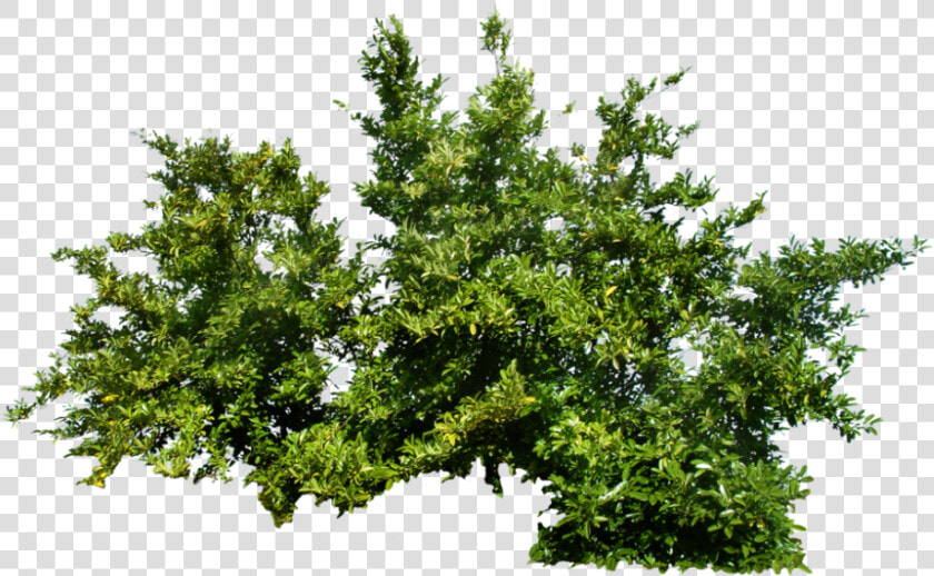 Png Shrub   Cutout Plant Png  Transparent PngTransparent PNG