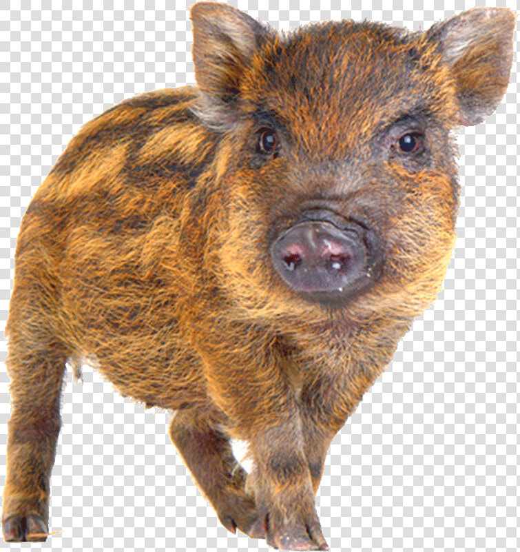 Boar Png  Transparent PngTransparent PNG