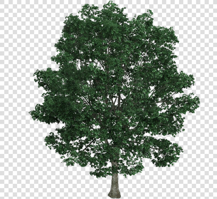 Transparent Ficus Tree Png   Top View Tree Texture Png  Png DownloadTransparent PNG