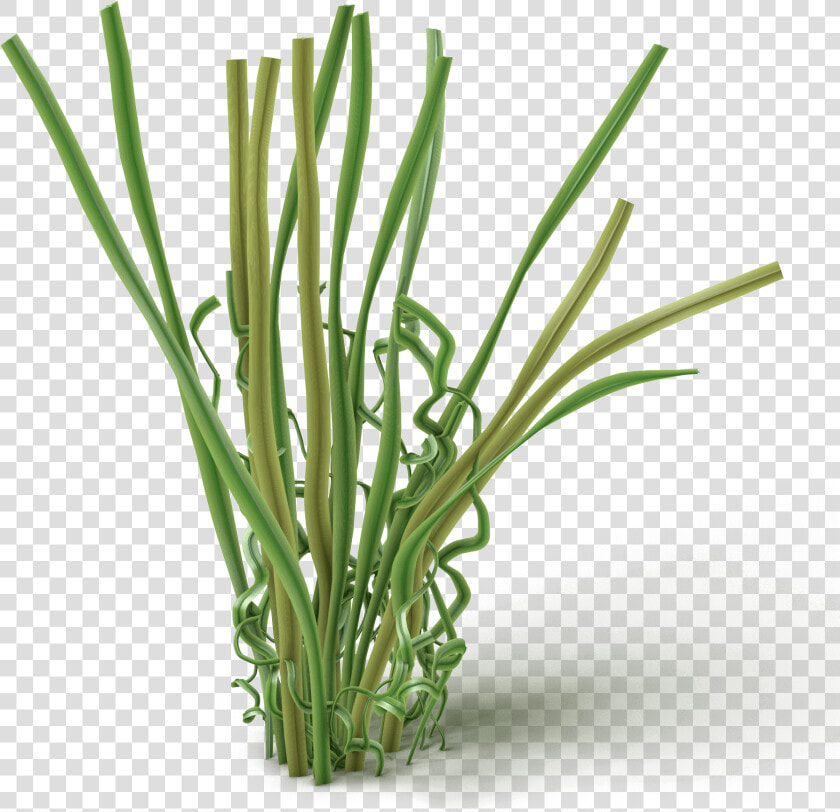 Chives  HD Png DownloadTransparent PNG