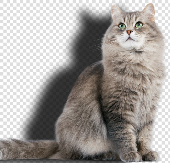 Pet Sitting Swindon   Grooming Pets  HD Png DownloadTransparent PNG