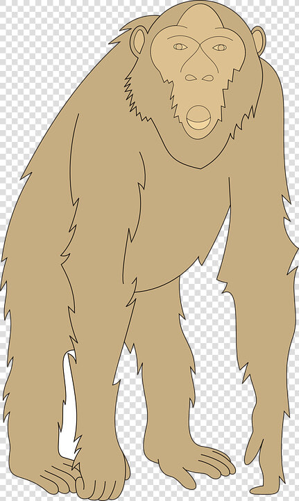 Monkey  Face  Arms  Animal  Staring  Legs  Fur  HD Png DownloadTransparent PNG